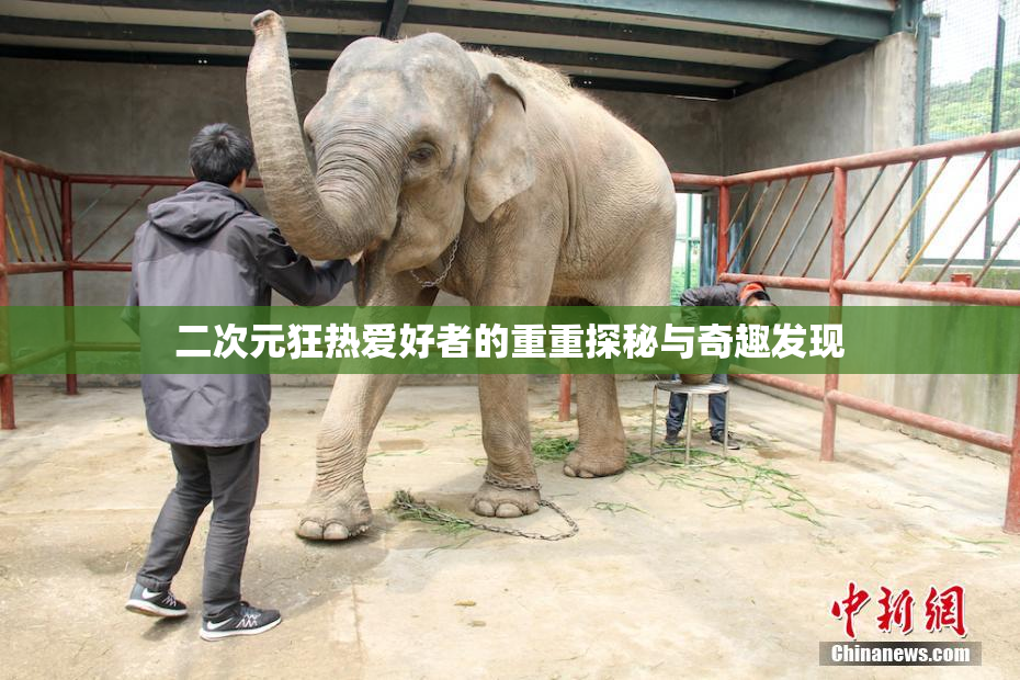 二次元狂热爱好者的重重探秘与奇趣发现