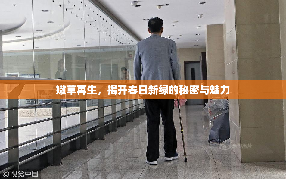 嫩草再生，揭开春日新绿的秘密与魅力