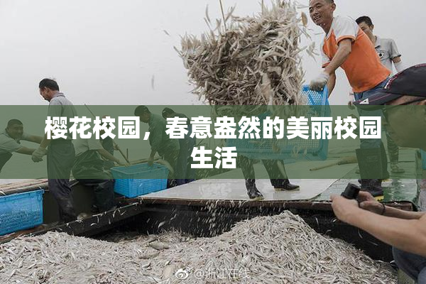 樱花校园，春意盎然的美丽校园生活