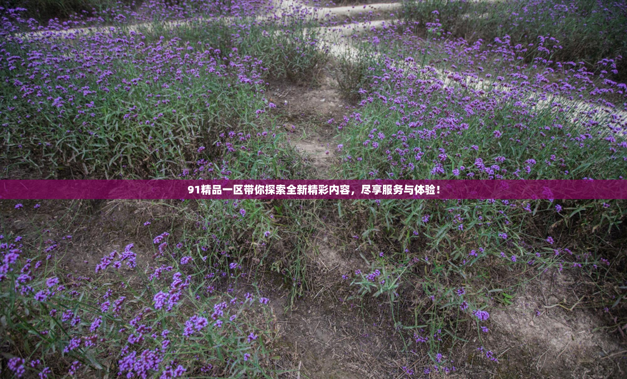 91精品一区带你探索全新精彩内容，尽享服务与体验！