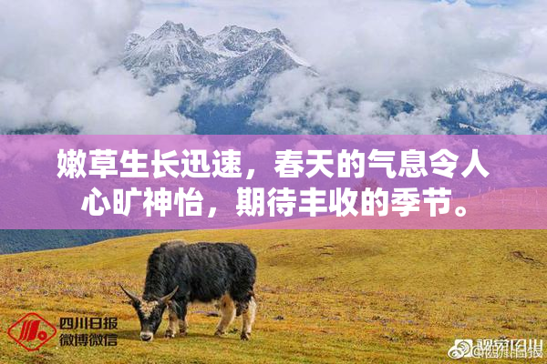 嫩草生长迅速，春天的气息令人心旷神怡，期待丰收的季节。