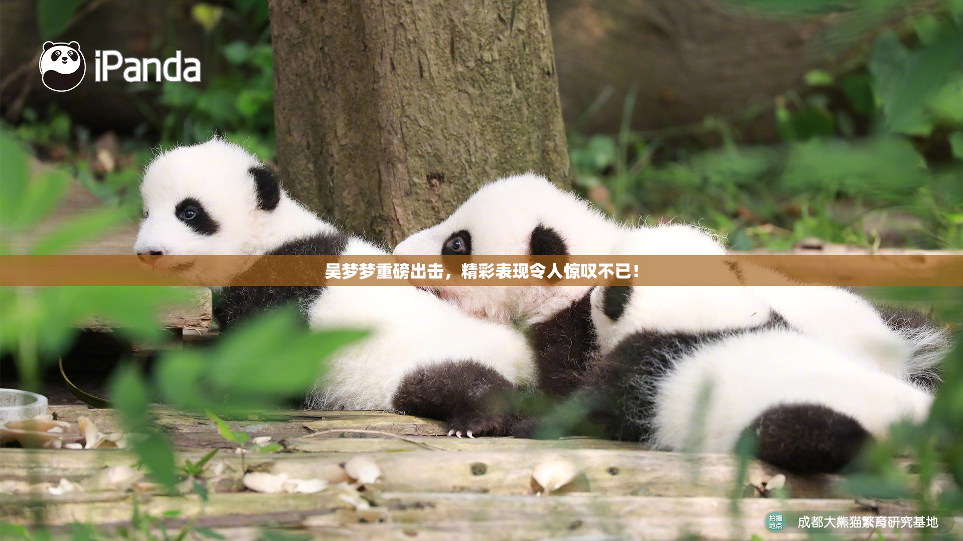 吴梦梦重磅出击，精彩表现令人惊叹不已！