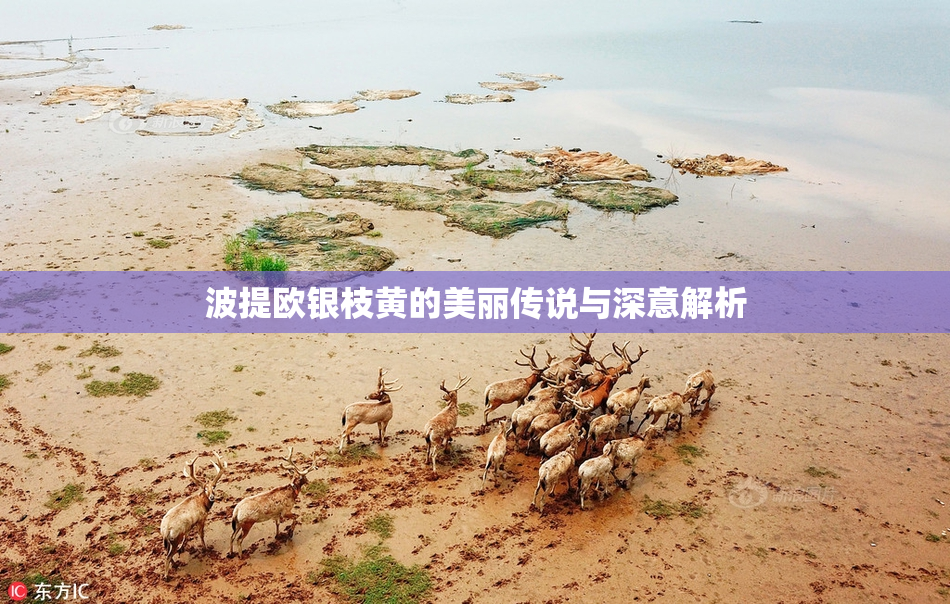 波提欧银枝黄的美丽传说与深意解析