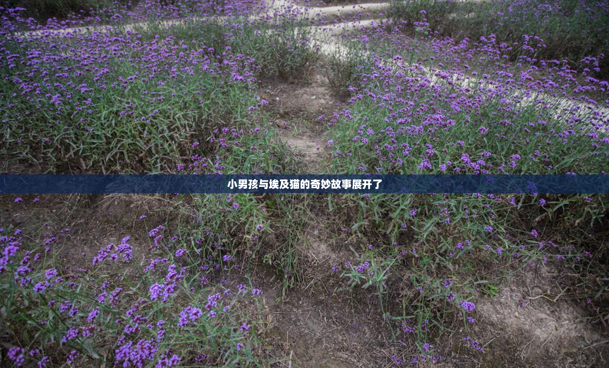 小男孩与埃及猫的奇妙故事展开了