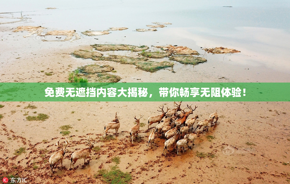 免费无遮挡内容大揭秘，带你畅享无阻体验！