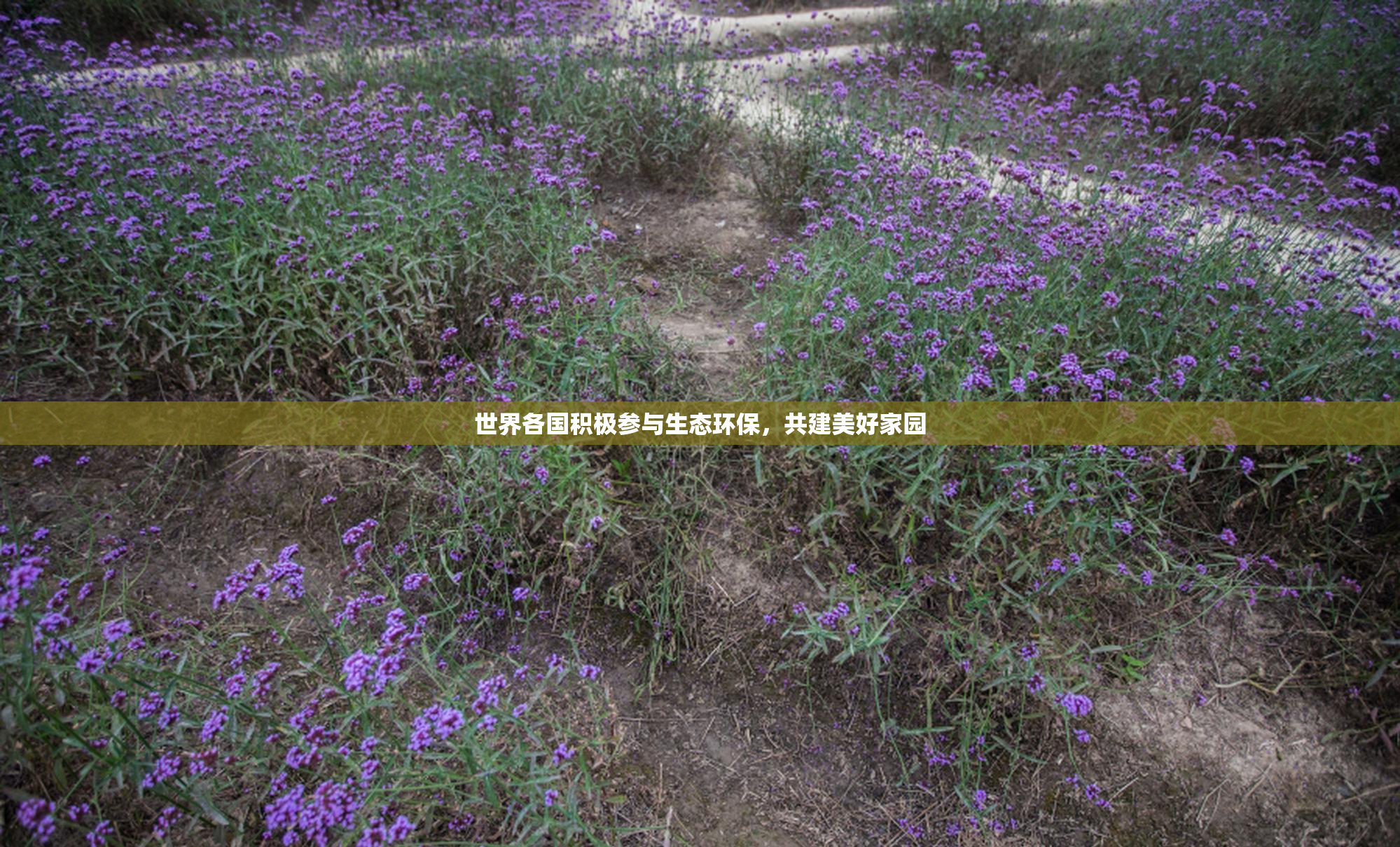 世界各国积极参与生态环保，共建美好家园