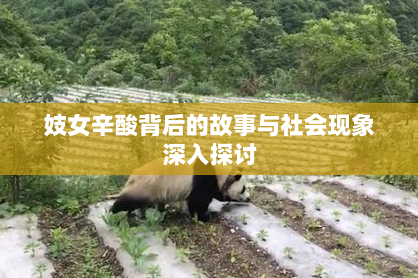 妓女辛酸背后的故事与社会现象深入探讨