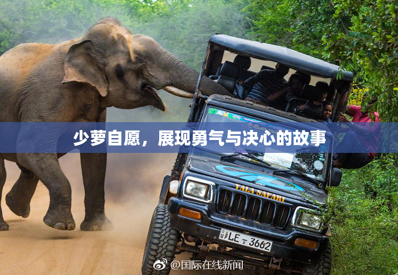 少萝自愿，展现勇气与决心的故事