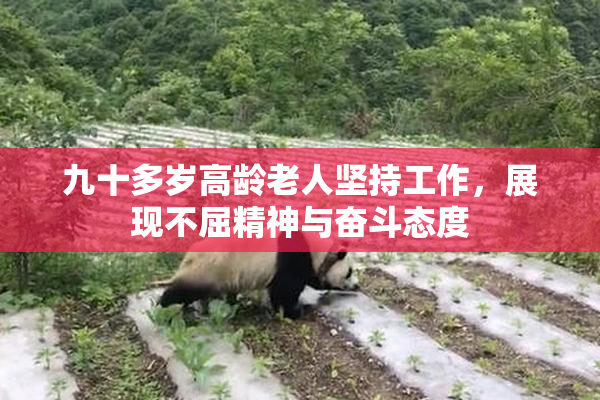 九十多岁高龄老人坚持工作，展现不屈精神与奋斗态度