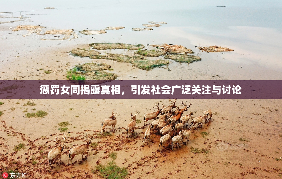 惩罚女同揭露真相，引发社会广泛关注与讨论