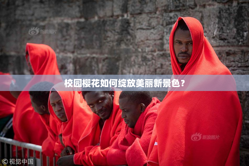 校园樱花如何绽放美丽新景色？