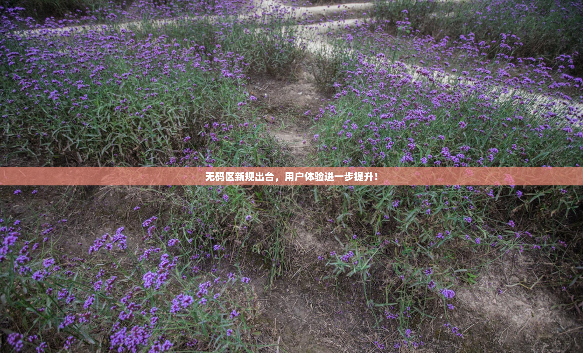 无码区新规出台，用户体验进一步提升！