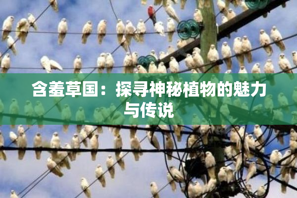 含羞草国：探寻神秘植物的魅力与传说