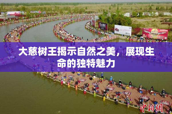 大慈树王揭示自然之美，展现生命的独特魅力