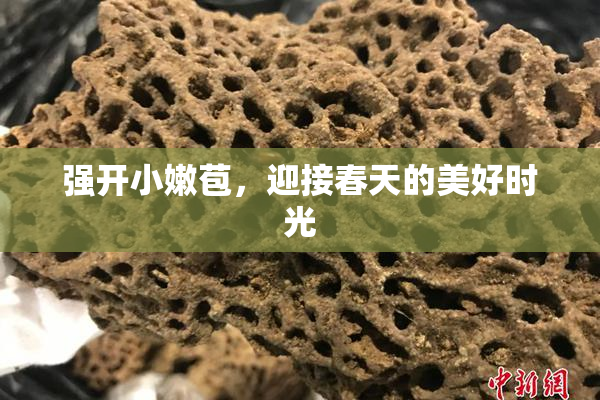 强开小嫩苞，迎接春天的美好时光