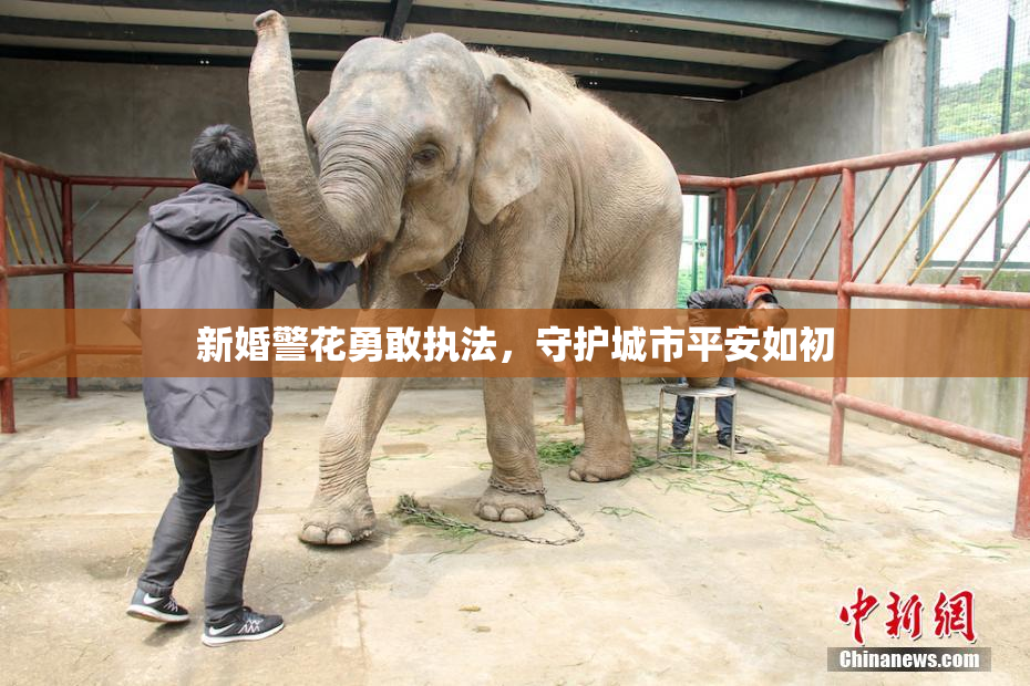 新婚警花勇敢执法，守护城市平安如初