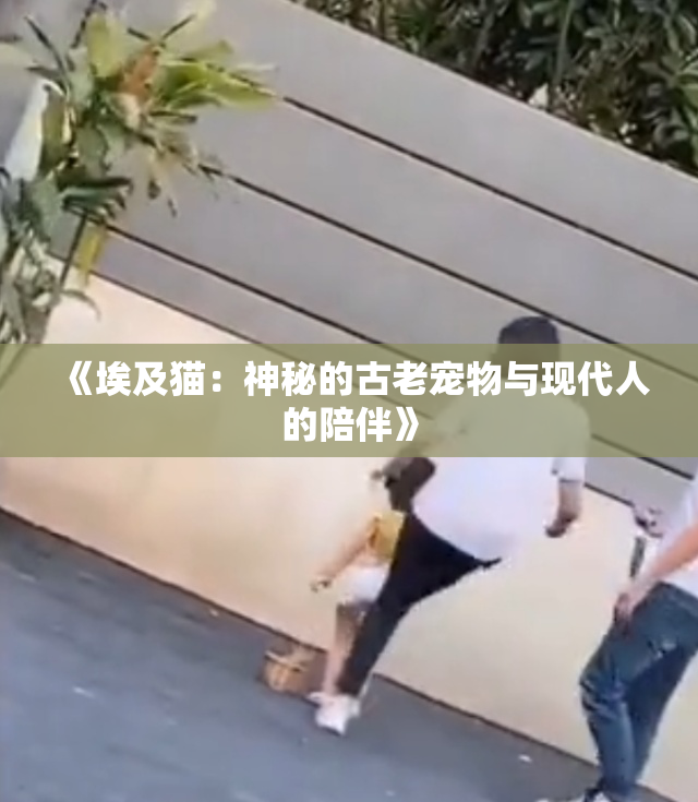 《埃及猫：神秘的古老宠物与现代人的陪伴》