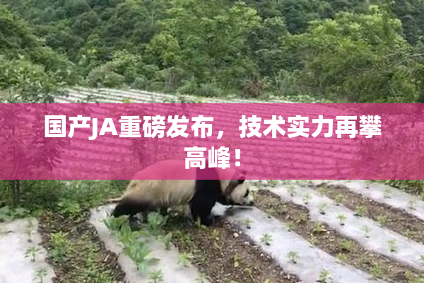 国产JA重磅发布，技术实力再攀高峰！