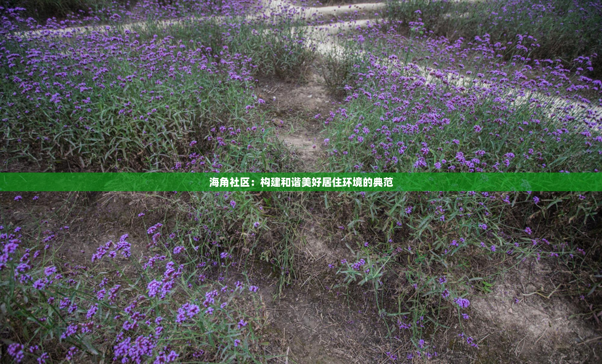 海角社区：构建和谐美好居住环境的典范