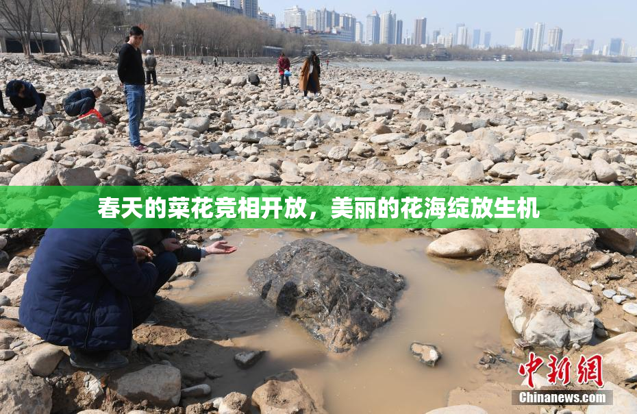 春天的菜花竞相开放，美丽的花海绽放生机