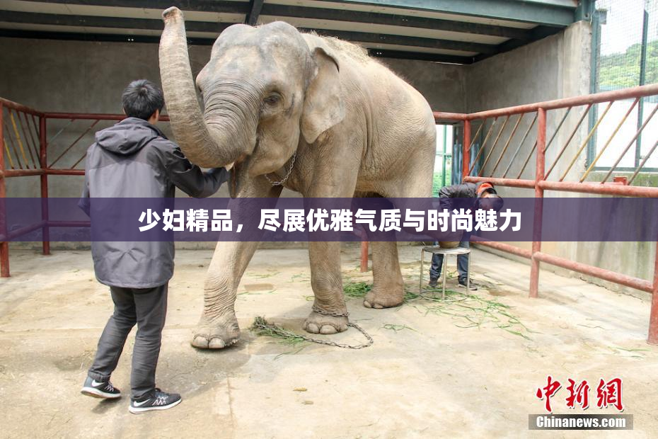 少妇精品，尽展优雅气质与时尚魅力