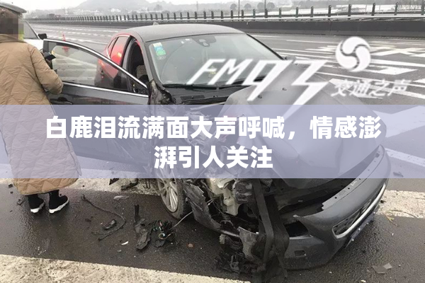 白鹿泪流满面大声呼喊，情感澎湃引人关注