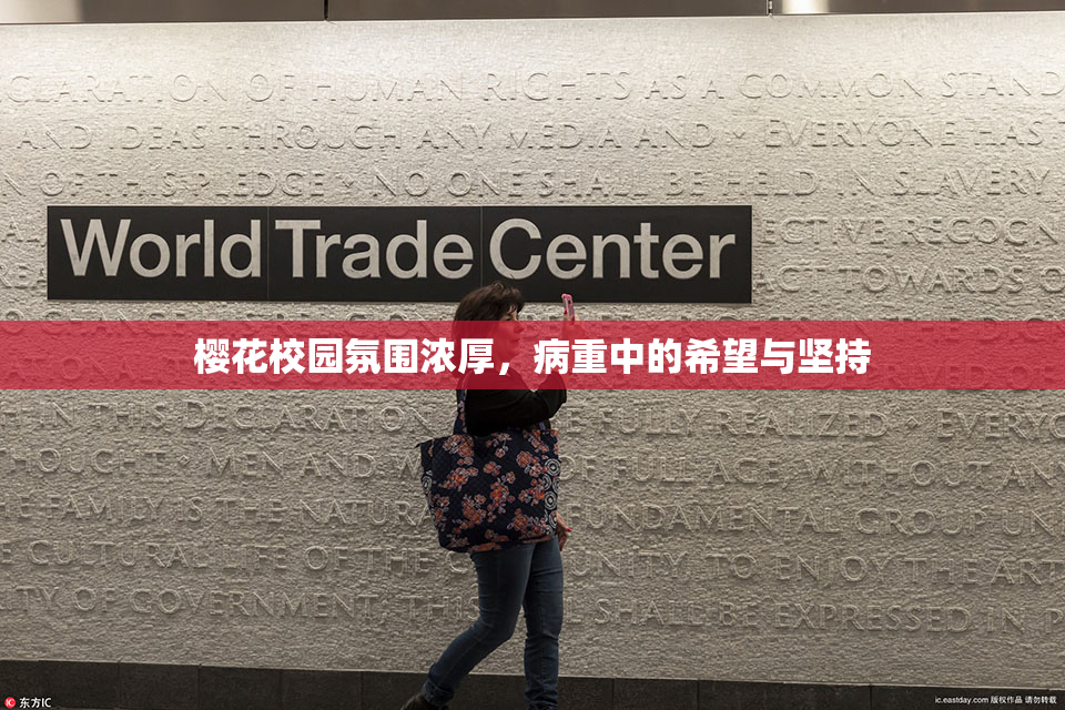 樱花校园氛围浓厚，病重中的希望与坚持