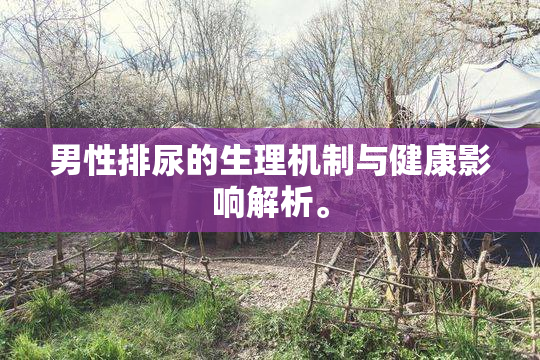 男性排尿的生理机制与健康影响解析。