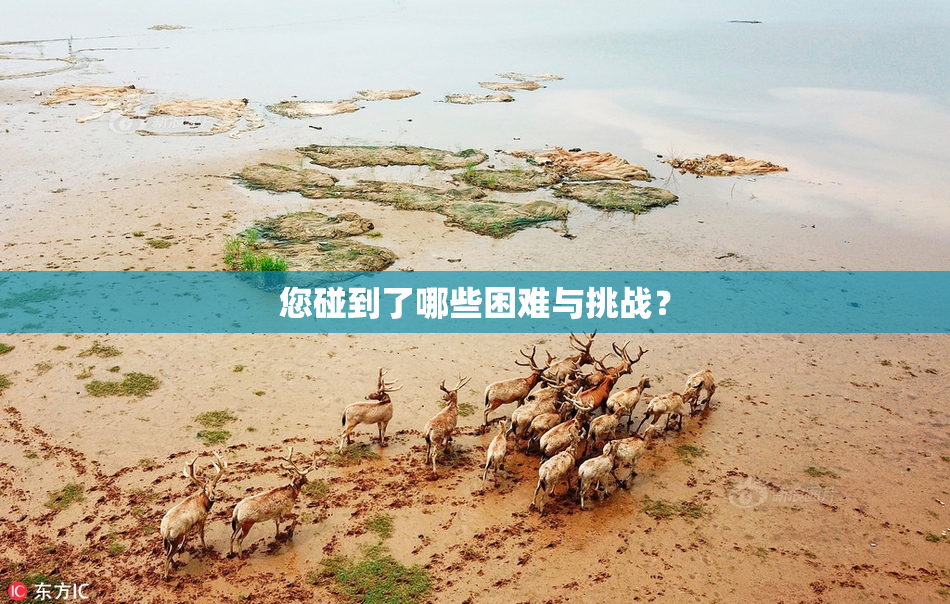 您碰到了哪些困难与挑战？