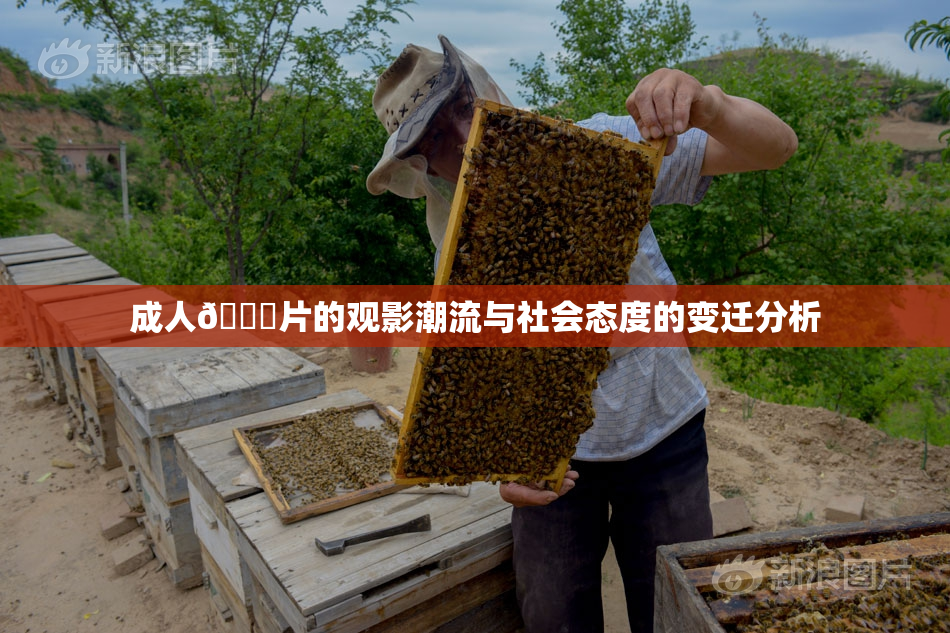 成人🔞片的观影潮流与社会态度的变迁分析