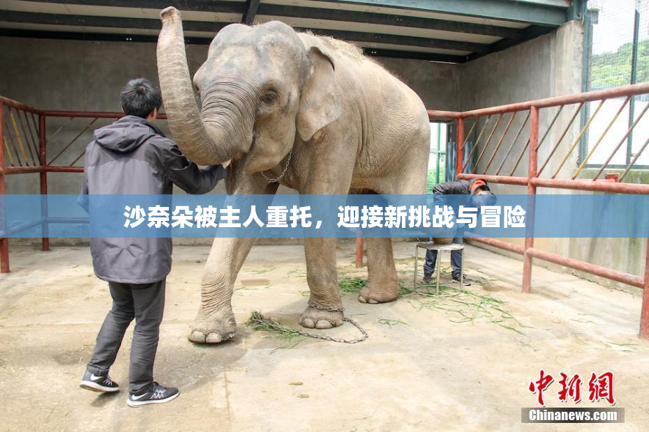 沙奈朵被主人重托，迎接新挑战与冒险