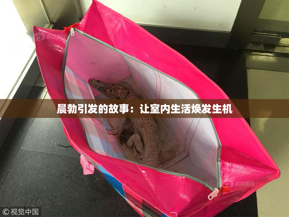 晨勃引发的故事：让室内生活焕发生机