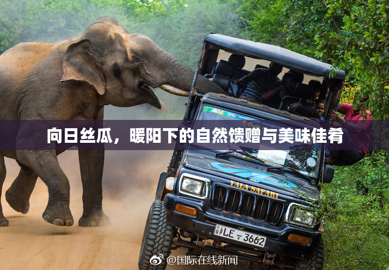 向日丝瓜，暖阳下的自然馈赠与美味佳肴