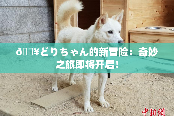 🔥どりちゃん的新冒险：奇妙之旅即将开启！