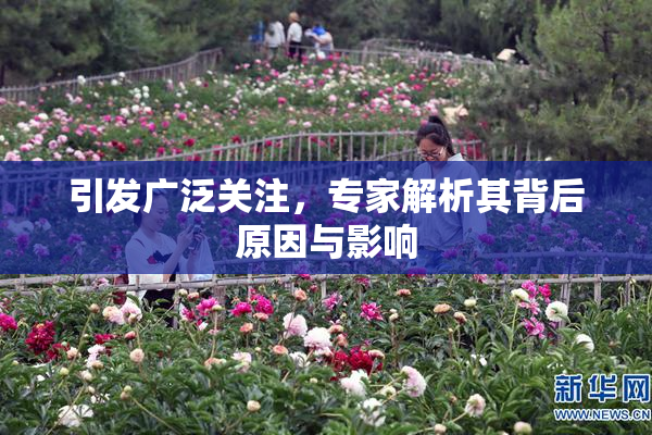 引发广泛关注，专家解析其背后原因与影响