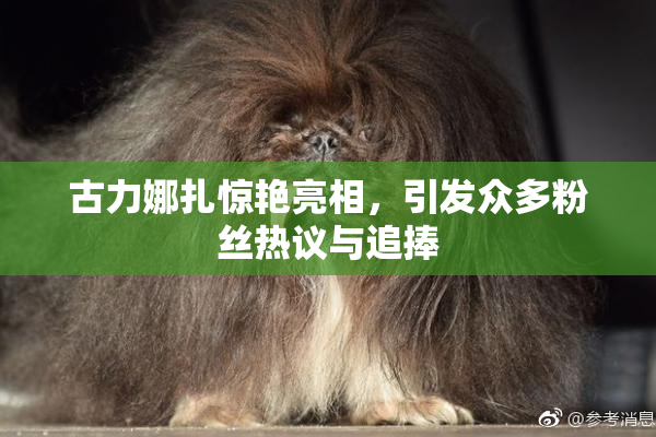 古力娜扎惊艳亮相，引发众多粉丝热议与追捧