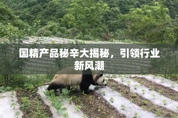国精产品秘辛大揭秘，引领行业新风潮