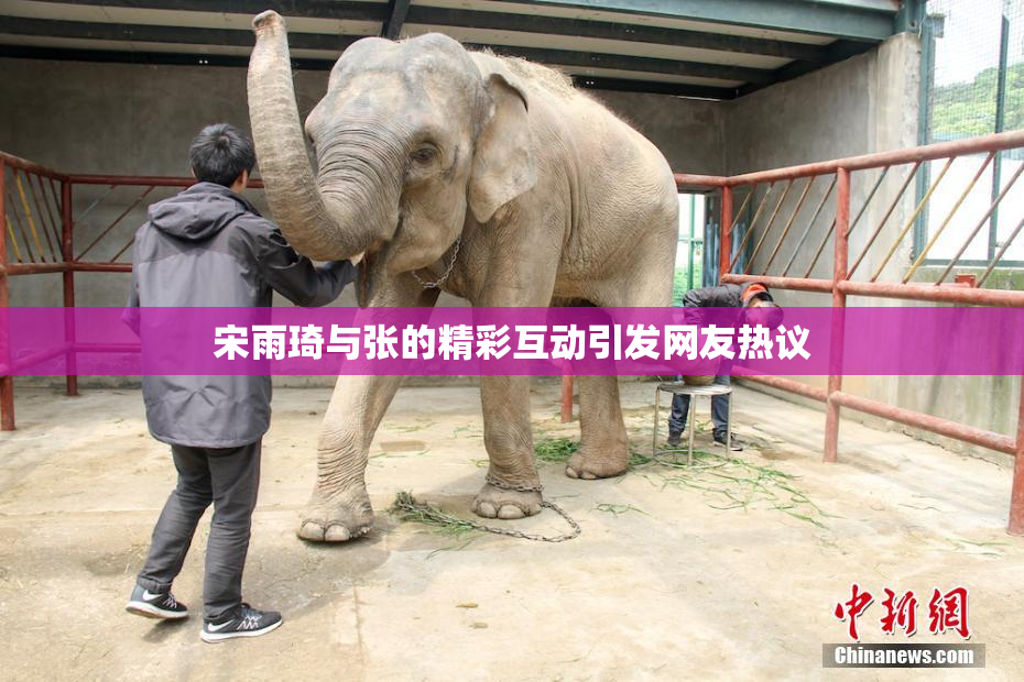 宋雨琦与张的精彩互动引发网友热议
