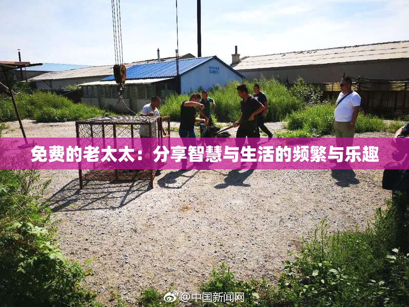 免费的老太太：分享智慧与生活的频繁与乐趣