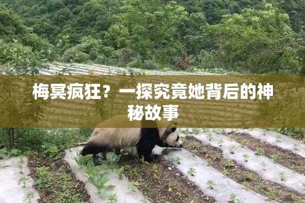 梅冥疯狂？一探究竟她背后的神秘故事
