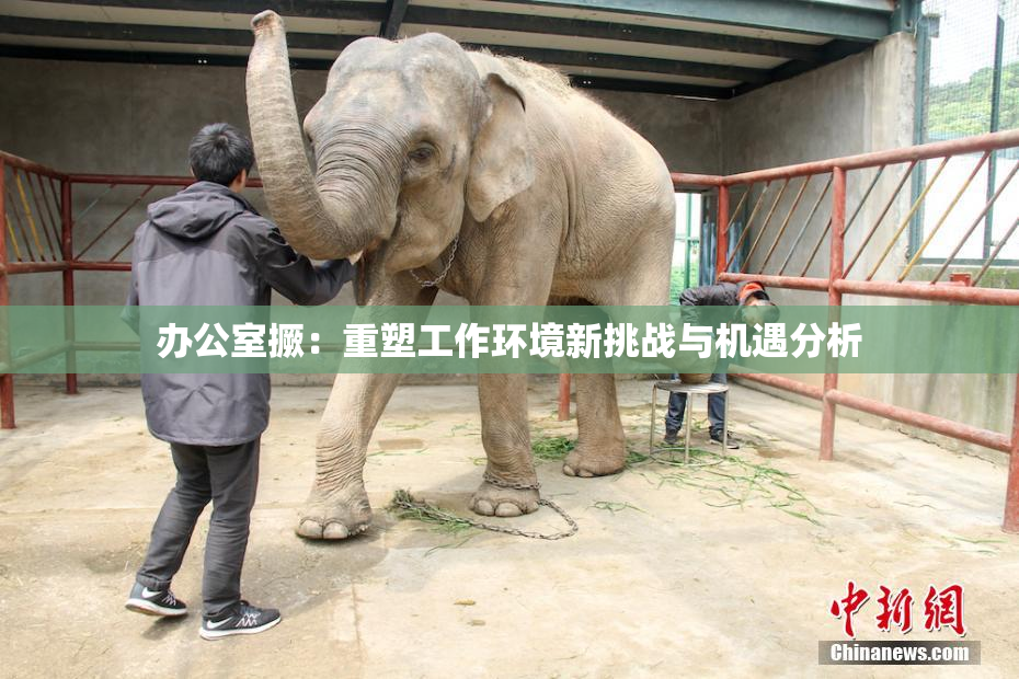办公室撅：重塑工作环境新挑战与机遇分析