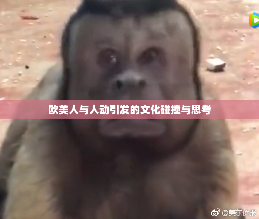 欧美人与人动引发的文化碰撞与思考