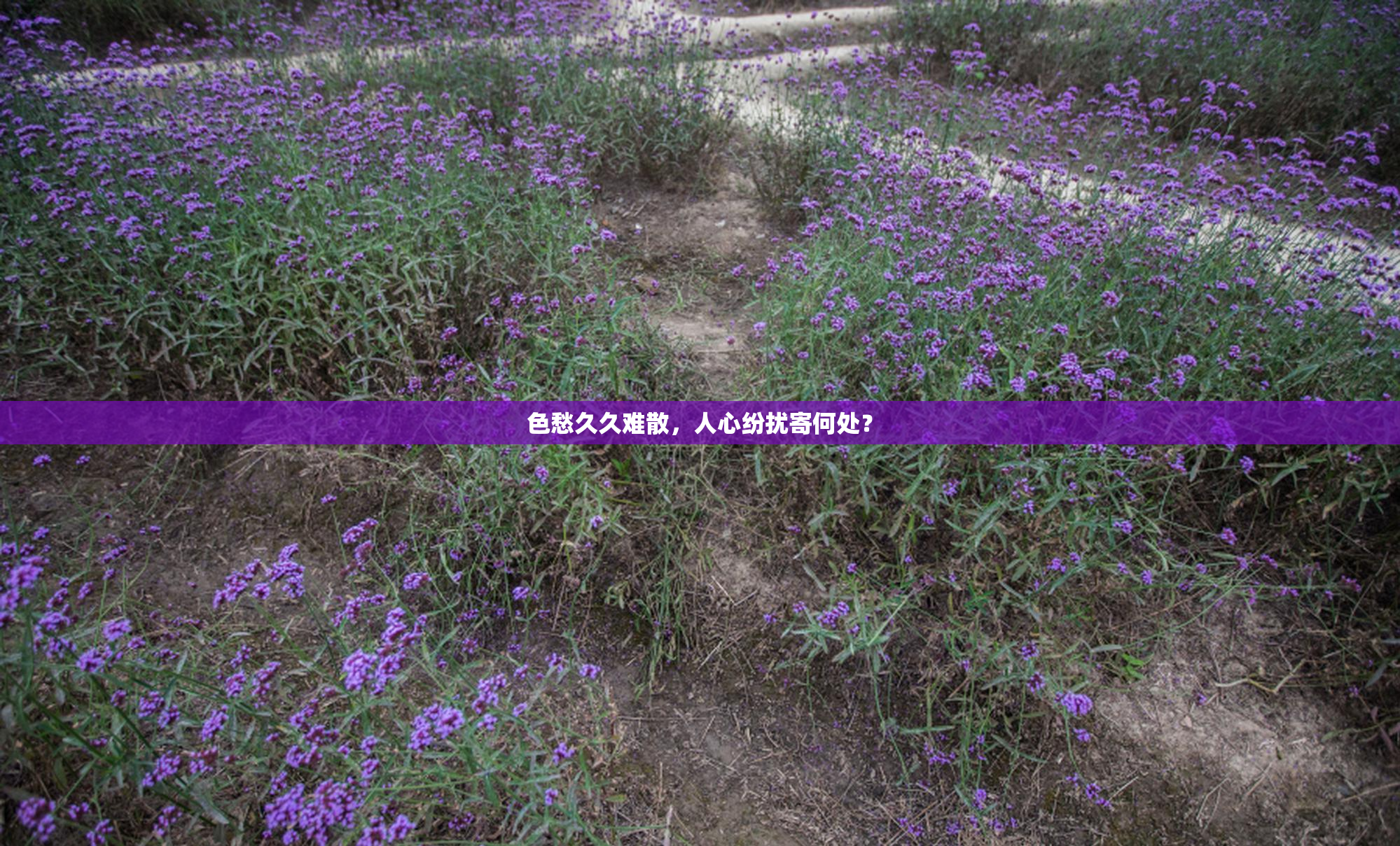 色愁久久难散，人心纷扰寄何处？