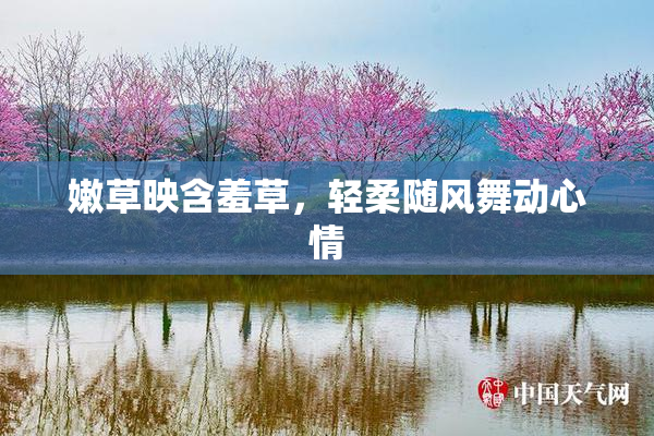 嫩草映含羞草，轻柔随风舞动心情