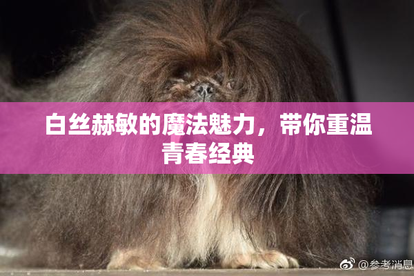 白丝赫敏的魔法魅力，带你重温青春经典