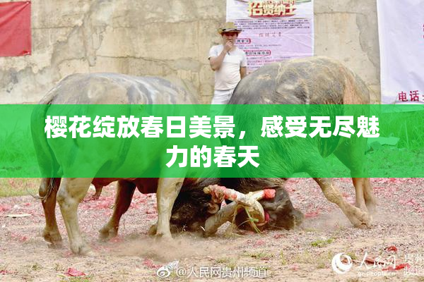 樱花绽放春日美景，感受无尽魅力的春天