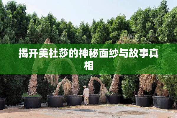 揭开美杜莎的神秘面纱与故事真相