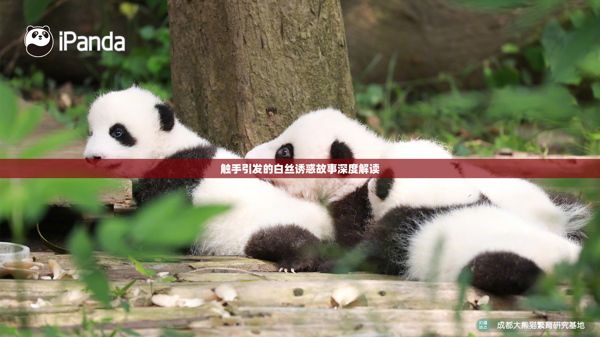触手引发的白丝诱惑故事深度解读