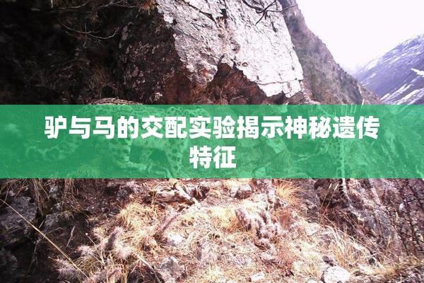 驴与马的交配实验揭示神秘遗传特征