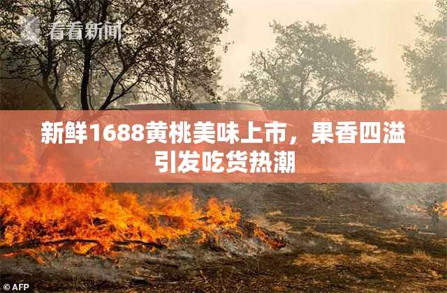 新鲜1688黄桃美味上市，果香四溢引发吃货热潮
